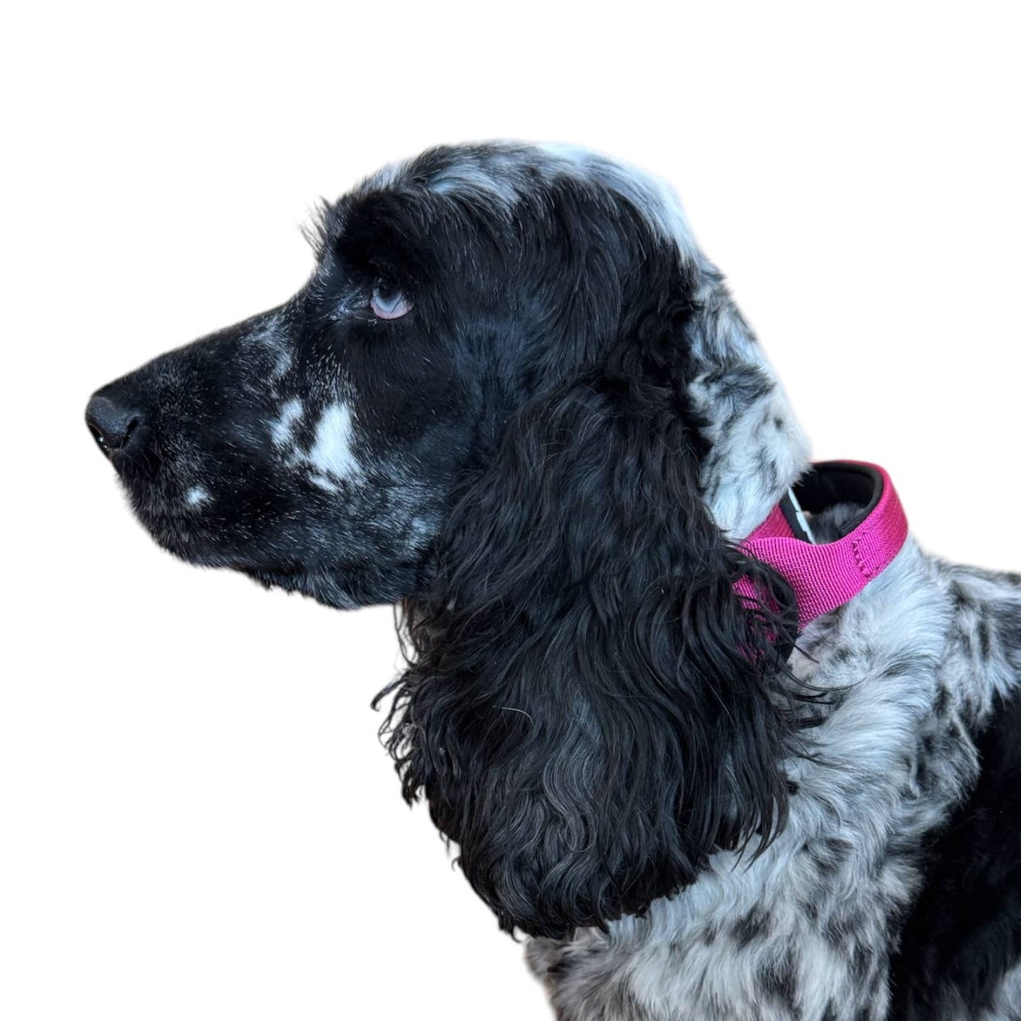 Yellow Tactical Style Dog Collar: Medium: 1.5" x 13"-20"