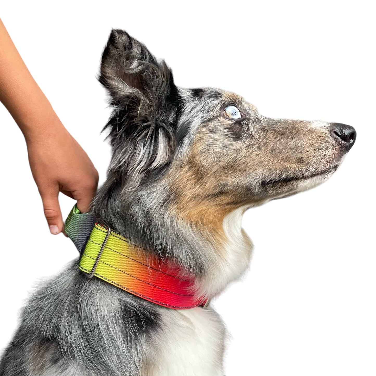 Tactical Dog Collar Teal to Blue Gradient (2"/ 5cm): Medium