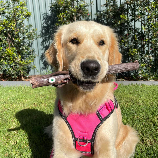 DOOG STICK FAMILY TOYS WOODY HUSBAND