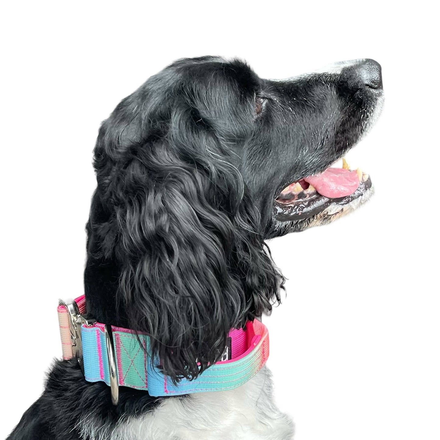 Tactical Dog Collar Teal to Blue Gradient (2"/ 5cm): Medium
