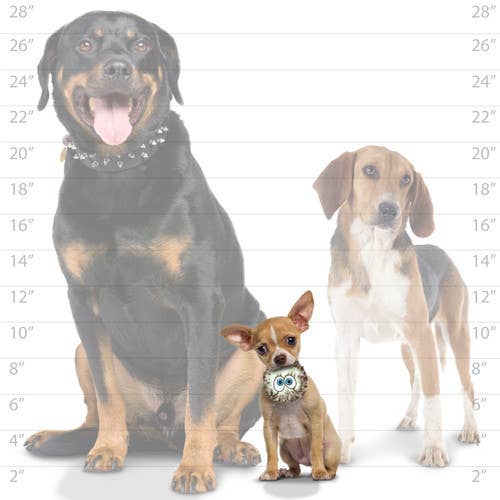 Small Silly Squeaker iBall - 3 Pack, Squeaky Dog Toy