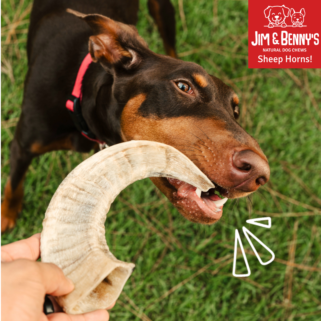 Sheep Horn Chews for Dogs: Large