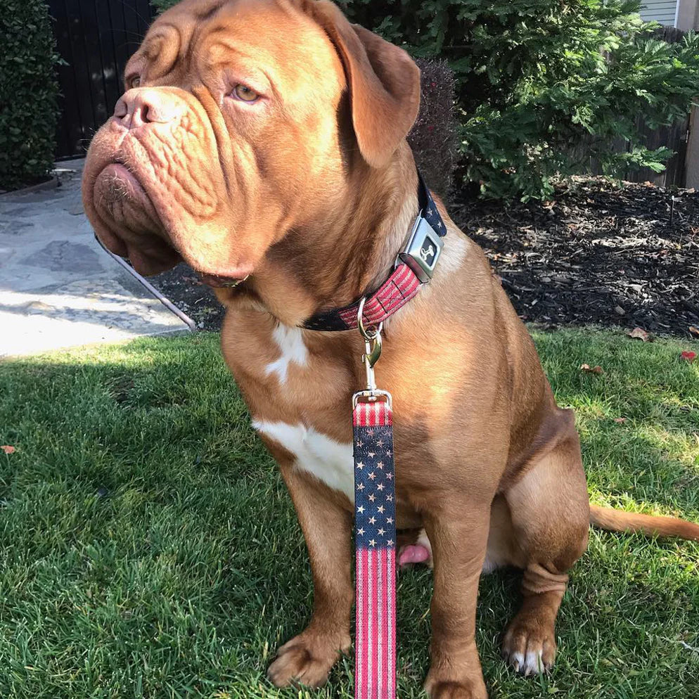 Buckle-Down Dog Leash America Flag 4ft