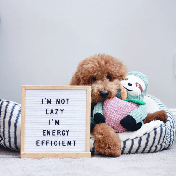 Sydney The Sloth 10in