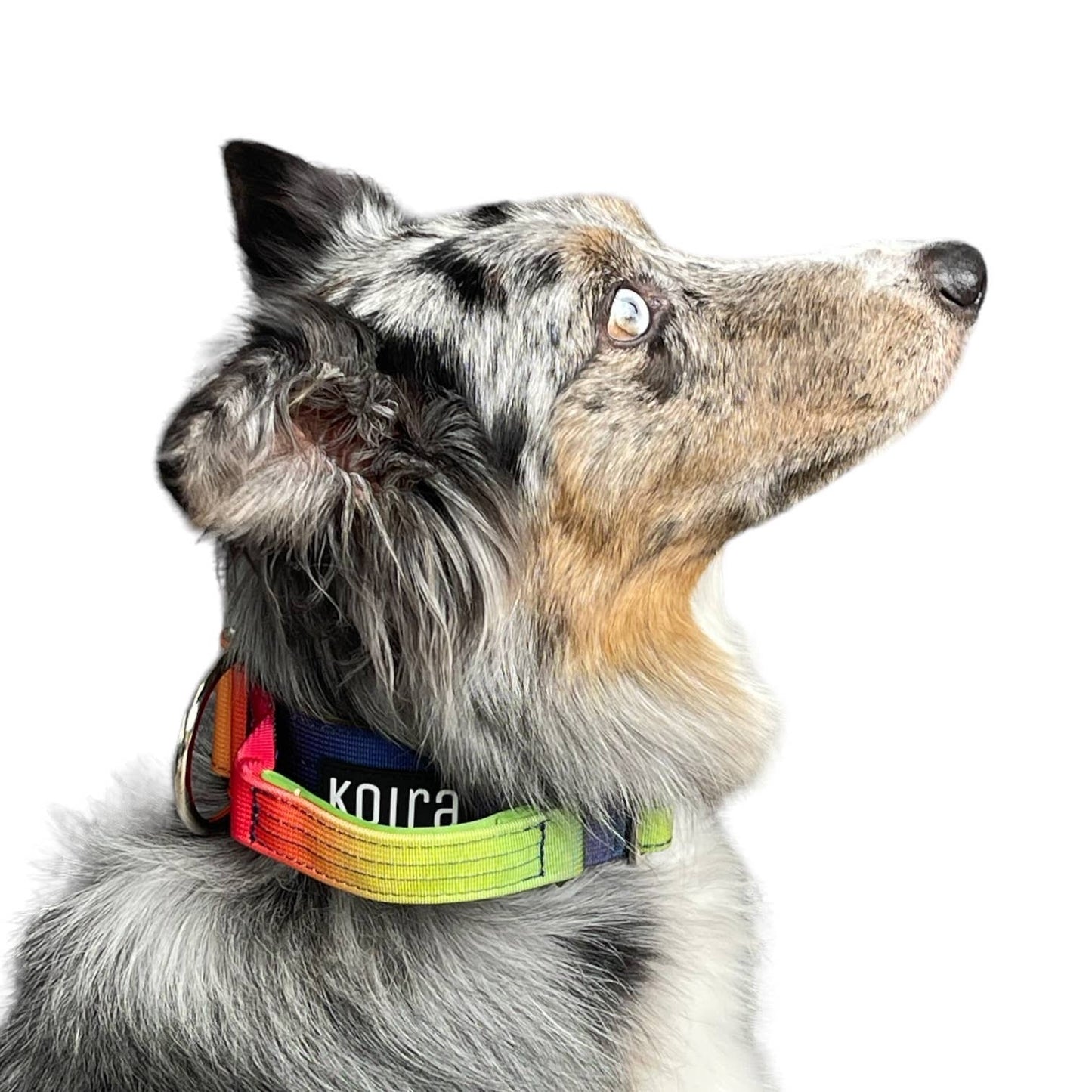 Tactical Dog Collar Teal to Blue Gradient (2"/ 5cm): Medium