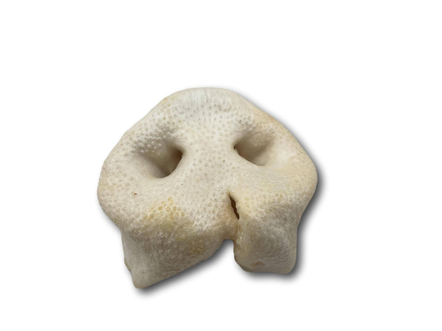Pig Snout (PE0101SN): Unit