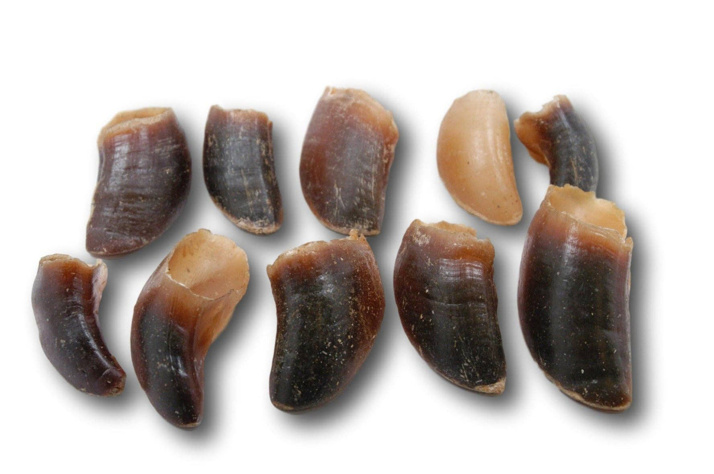 Bovine Hooves (BV0101N): Case of 50