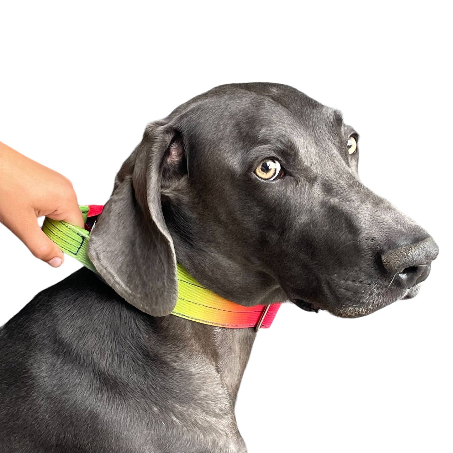 Tactical Dog Collar Teal to Blue Gradient (2"/ 5cm): Medium