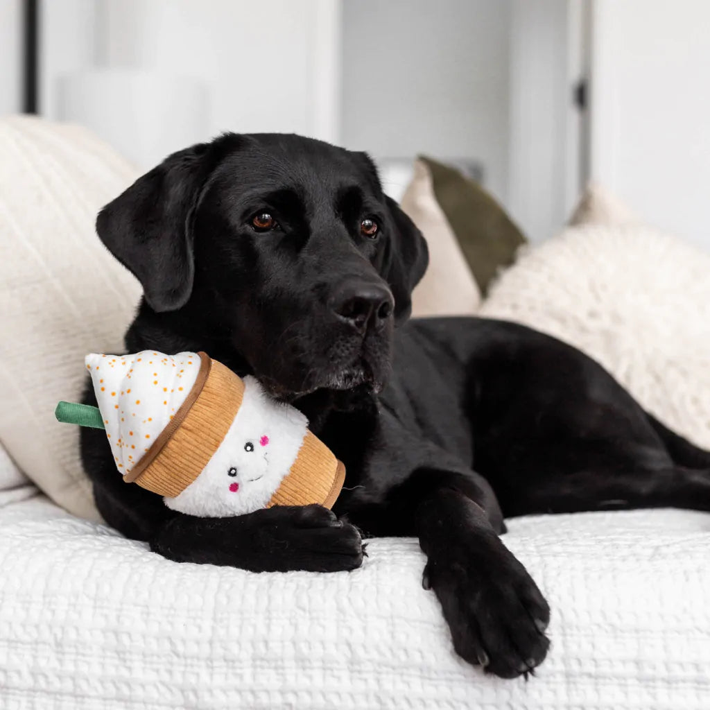 NomNomz- Puppuccino
