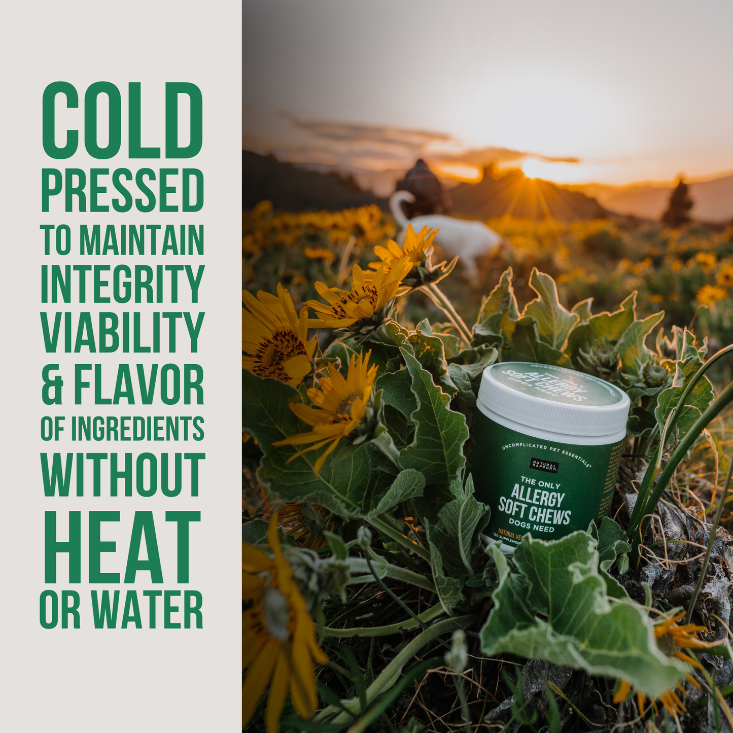 The Only Allergy Soft Chews Dogs Needs: 120 count jar