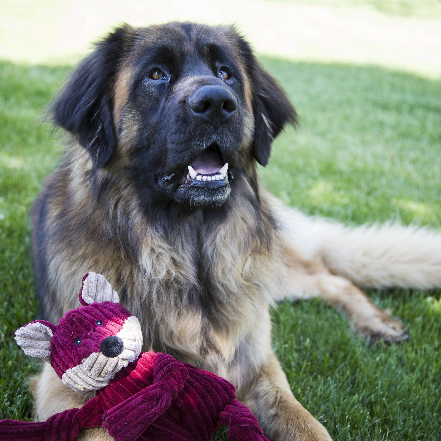 Sly Fox Knottie® Plush Dog Toy: Large