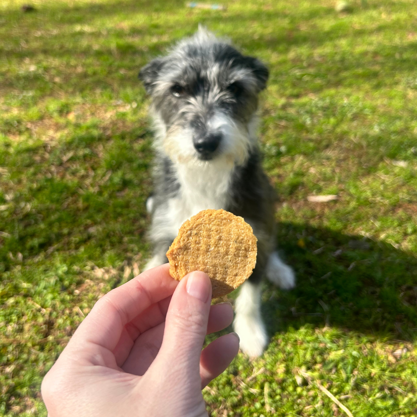 Fish Chips Dog Treats: Value 12oz