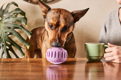 WOOF Pupsicle