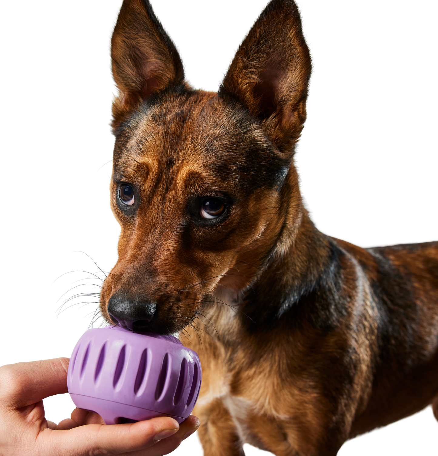 WOOF Pupsicle