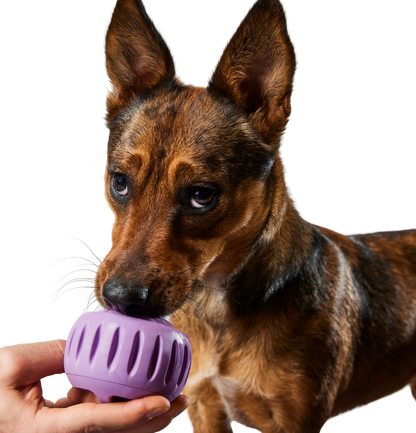 WOOF Pupsicle