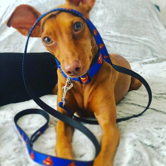 Buckle-Down Dog Leash Superman 4ft