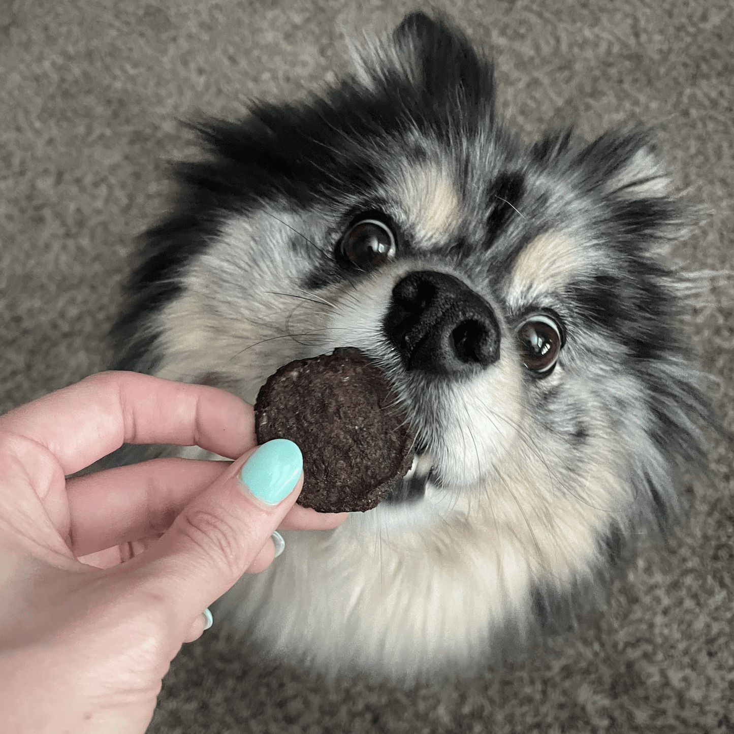 Beef Chips Dog Treats: Value 12oz