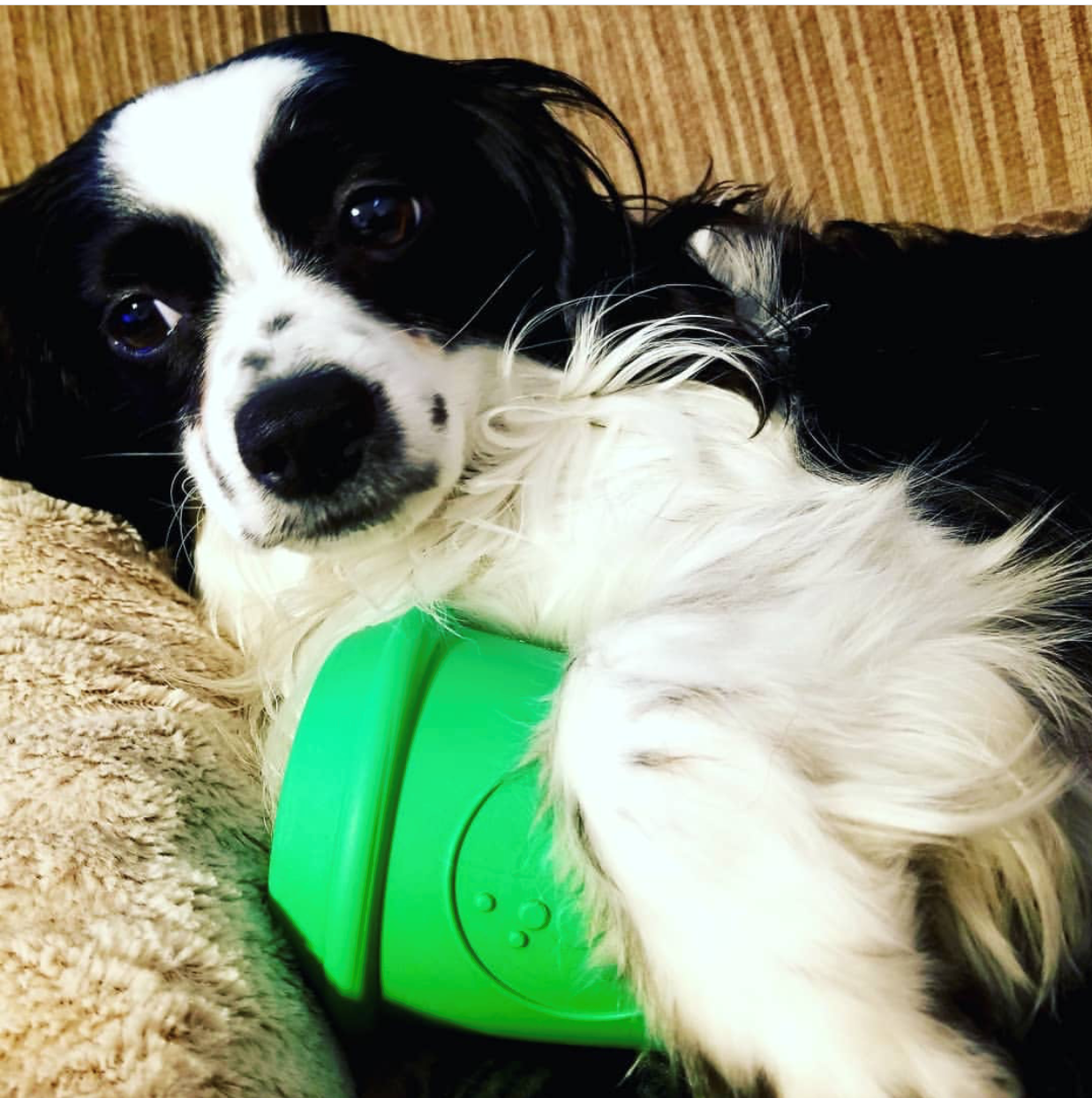 SP Coffee Cup Durable Rubber Chew Toy and Treat Dispenser: Medium Green Coffee Cup