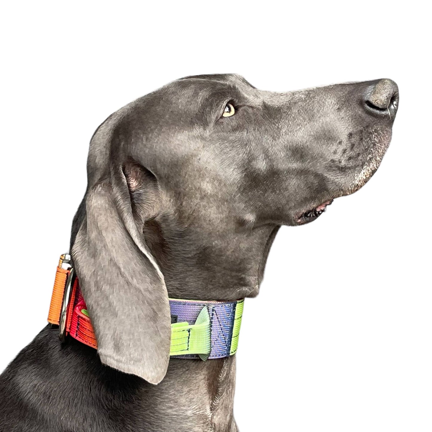 Tactical Dog Collar Pink to Purple Gradient (2"/ 5cm): Medium