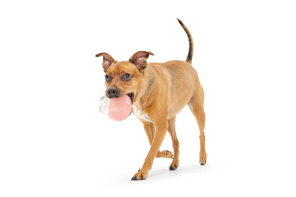 BARK Super Chewer Valentine's Tipsy Rosé Rubber Wine Dog Toy