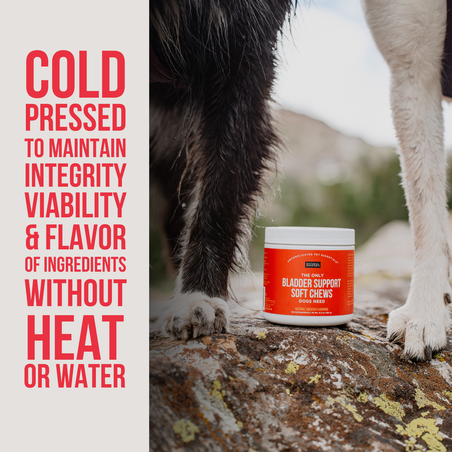 The Only Bladder Support Soft Chews Dogs Need: 120 count jar