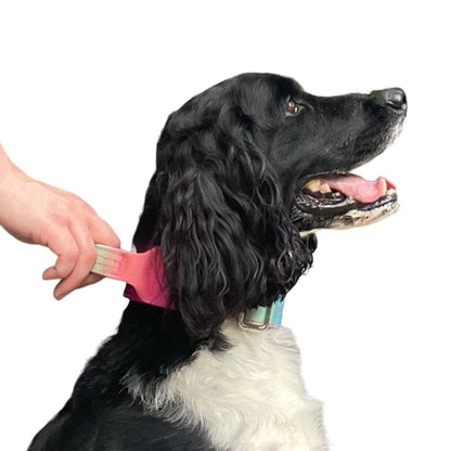 Tactical Dog Collar Teal to Blue Gradient (2"/ 5cm): Medium