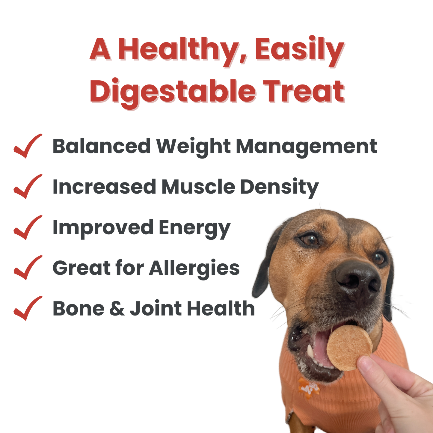 Fish Chips Dog Treats: Value 12oz