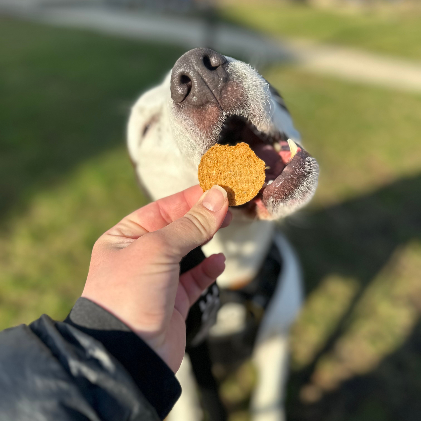 Fish Chips Dog Treats: Value 12oz