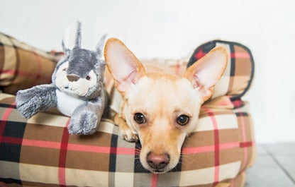 Jessica Bunny | Fluff & Tuff