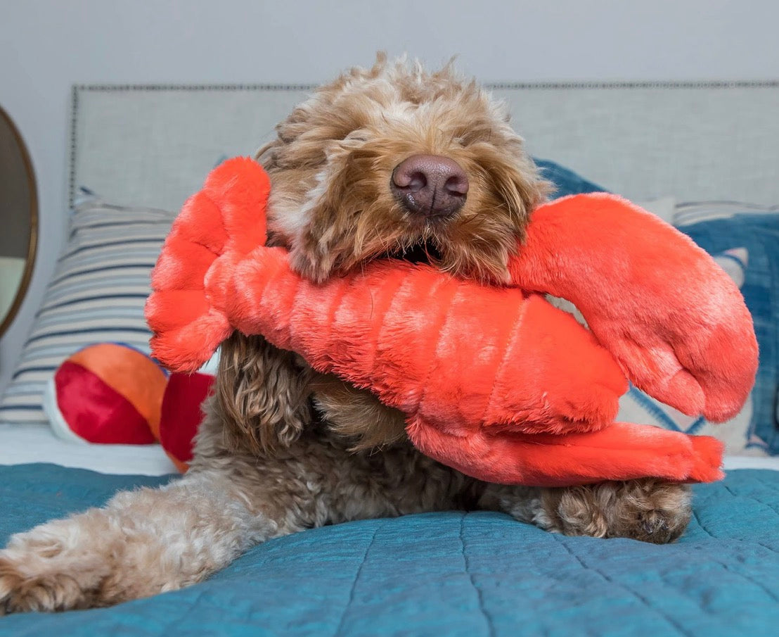 Manny Lobster | Fluff & Tuff