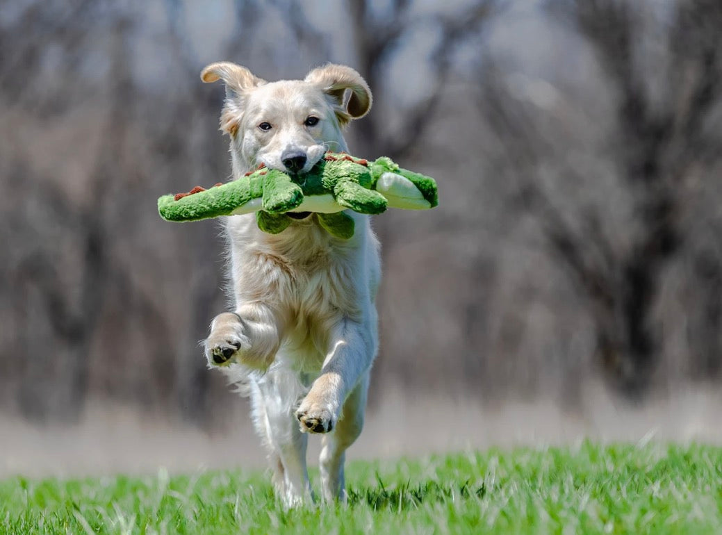 Georgia Gator | Fluff & Tuff