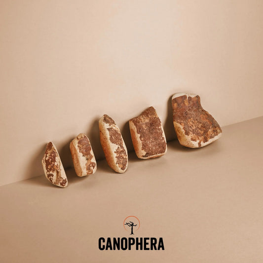 CANOPHERA BRIAR ROOT S
