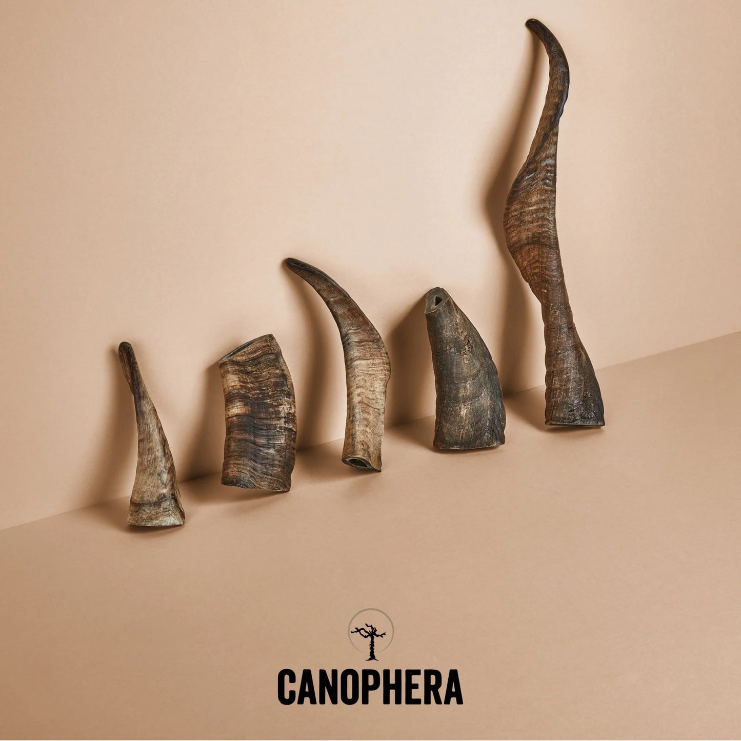 CANOPHERA SHEEP HORN