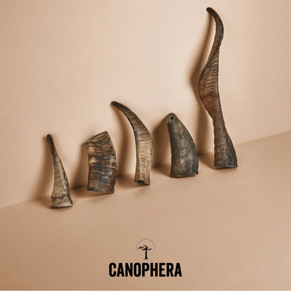 CANOPHERA SHEEP HORN