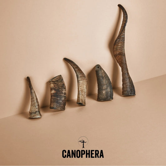 CANOPHERA SHEEP HORN M