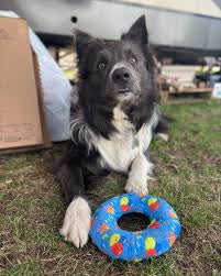Mighty Ring-Celebration, Squeaky Dog Toy, No Stuffing