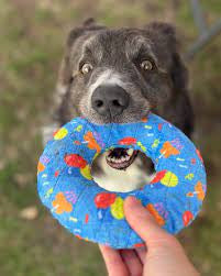 Mighty Ring-Celebration, Squeaky Dog Toy, No Stuffing