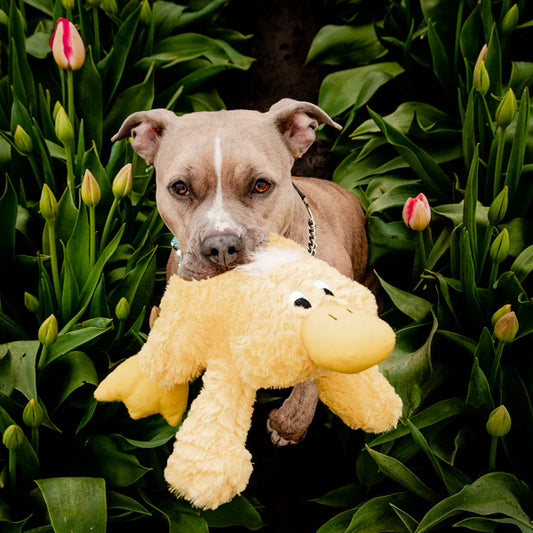 Platypus SNUGGLER 15in