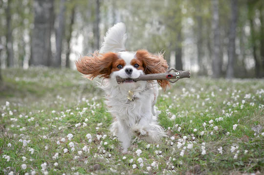 DOOG STICK FAMILY TOYS TWIGGY WIFE