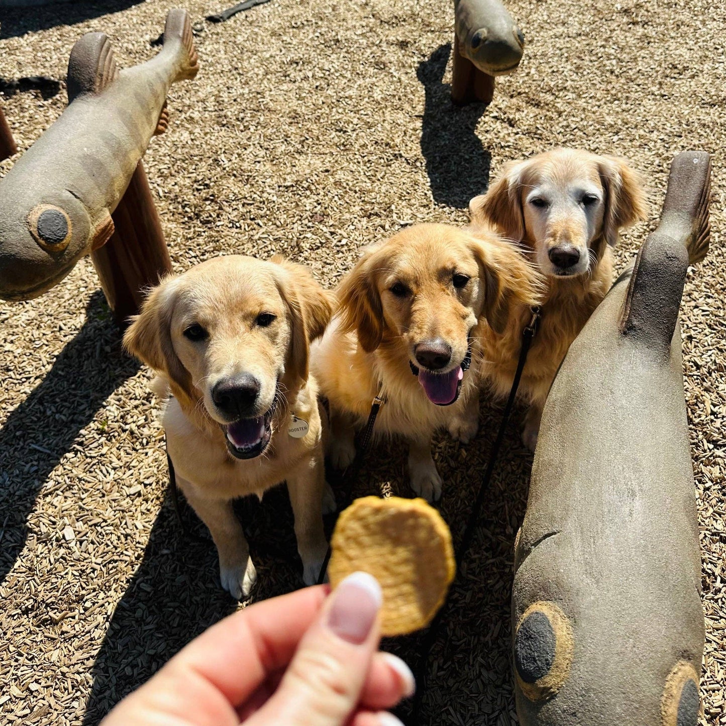 Fish Chips Dog Treats: Value 12oz