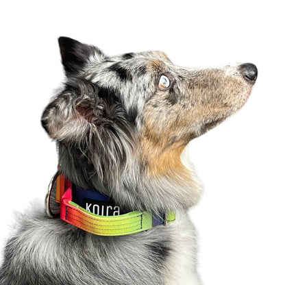 Tactical Dog Collar Teal to Blue Gradient (2"/ 5cm): Medium