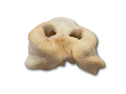 Pig Snout (PE0101SN): Unit