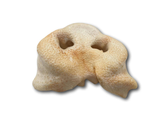 Pig Snout (PE0101SN): Unit