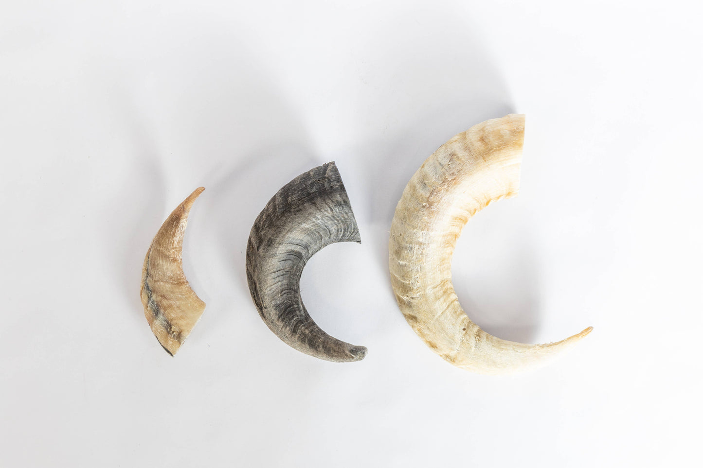 Sheep Horn Chews for Dogs: Large